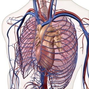 IVC filter cause blood clot affects heart, major arteries and veins